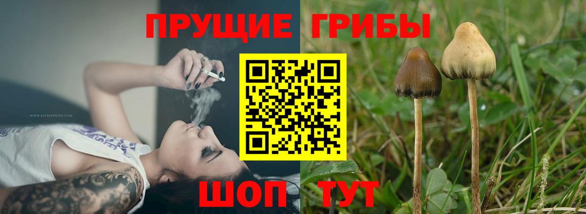 Гагарин  Галлюциногенные грибы Magic Shrooms  закладка  Галлюциногенные грибы Cubensis  Вход с VPN 